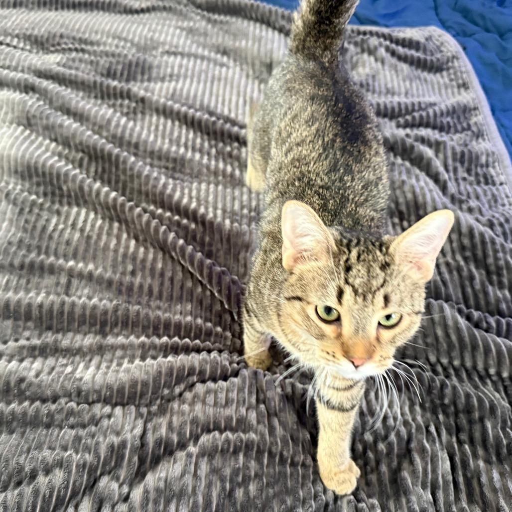 Enlarge Chai, a Adoptable Domestic Short Hair in Pittsburgh, PA image 2/2