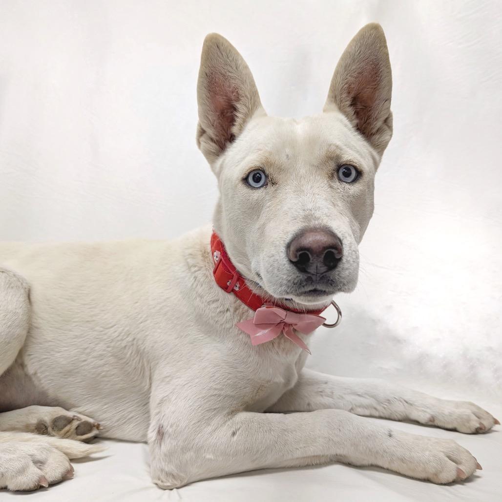 112 ( 2026) Britt, a Adoptable mixed breed in Parker, CO image 1/4