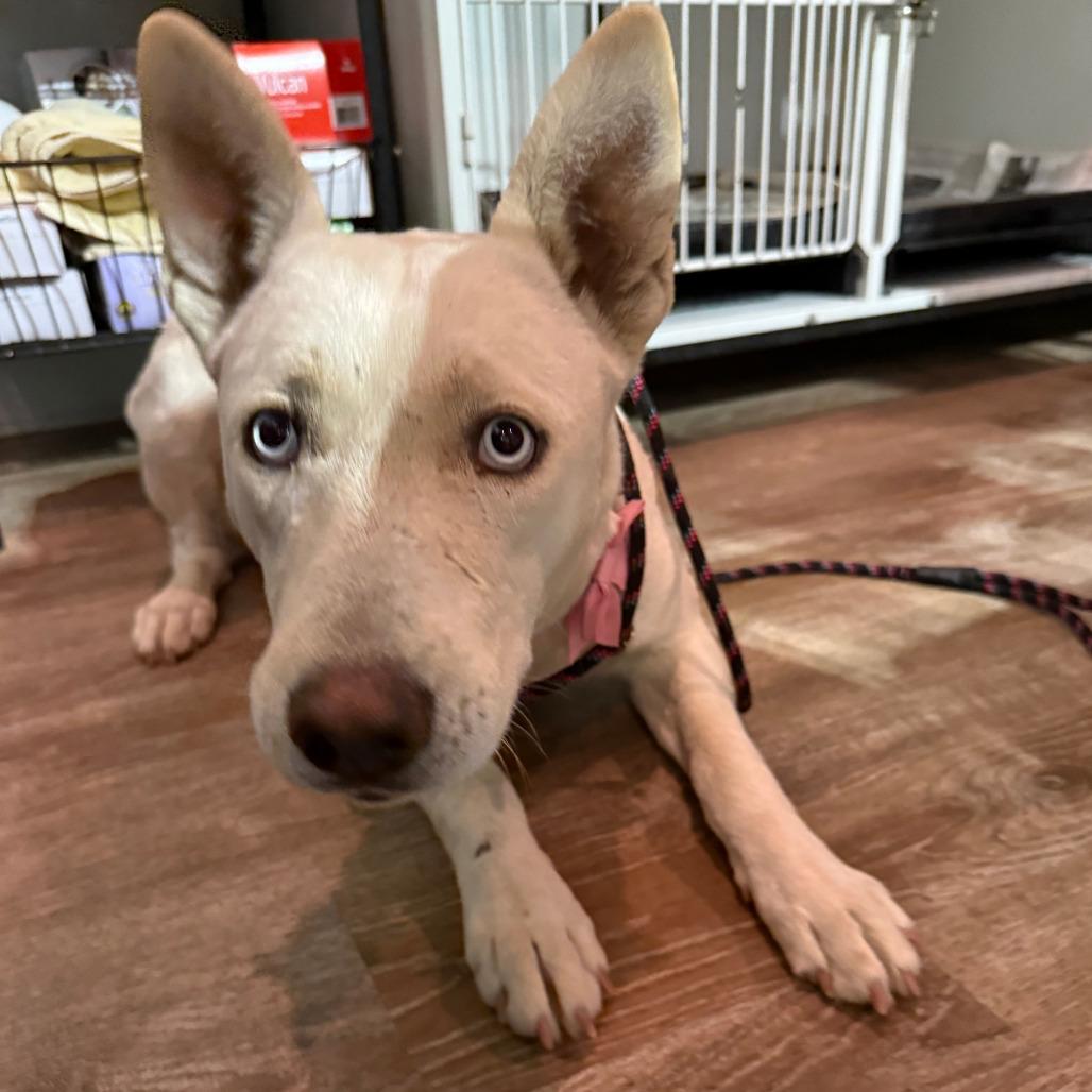 112 ( 2026) Britt, a Adoptable mixed breed in Parker, CO image 2/4