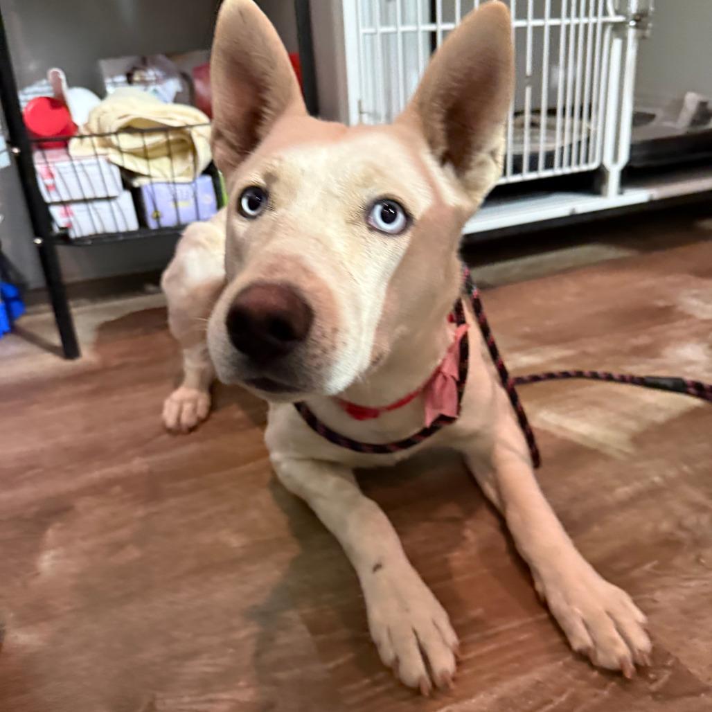 112 ( 2026) Britt, a Adoptable mixed breed in Parker, CO image 3/4