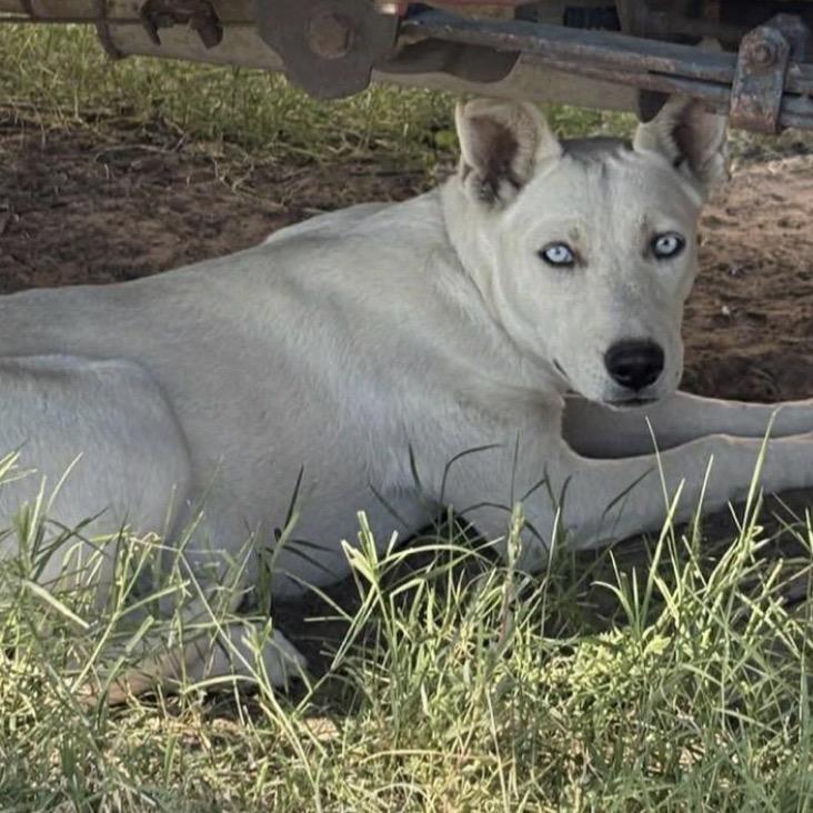 112 ( 2026) Britt, a Adoptable mixed breed in Parker, CO image 4/4