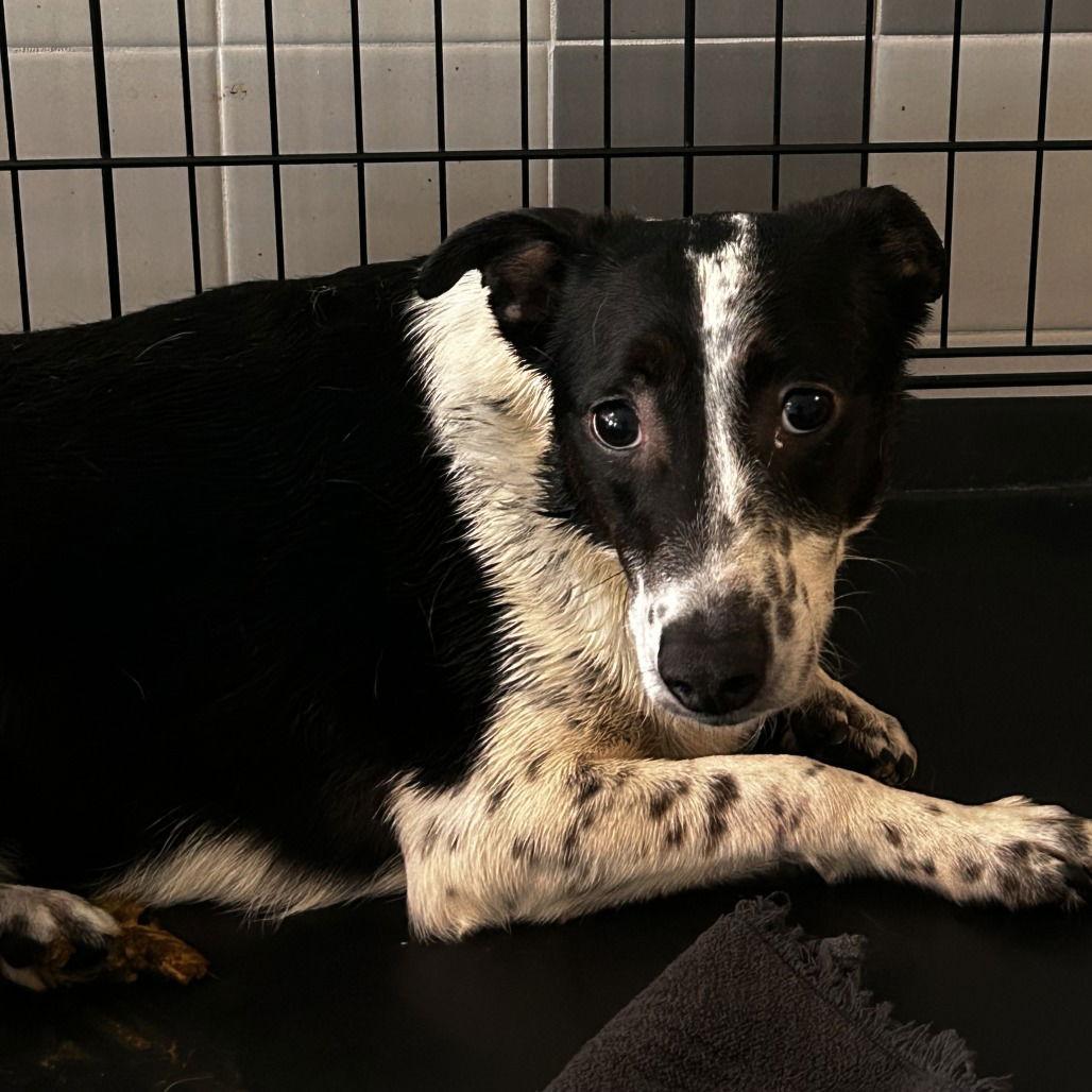 Enlarge Maze, a Adoptable Terrier in Chico, CA image 1/1