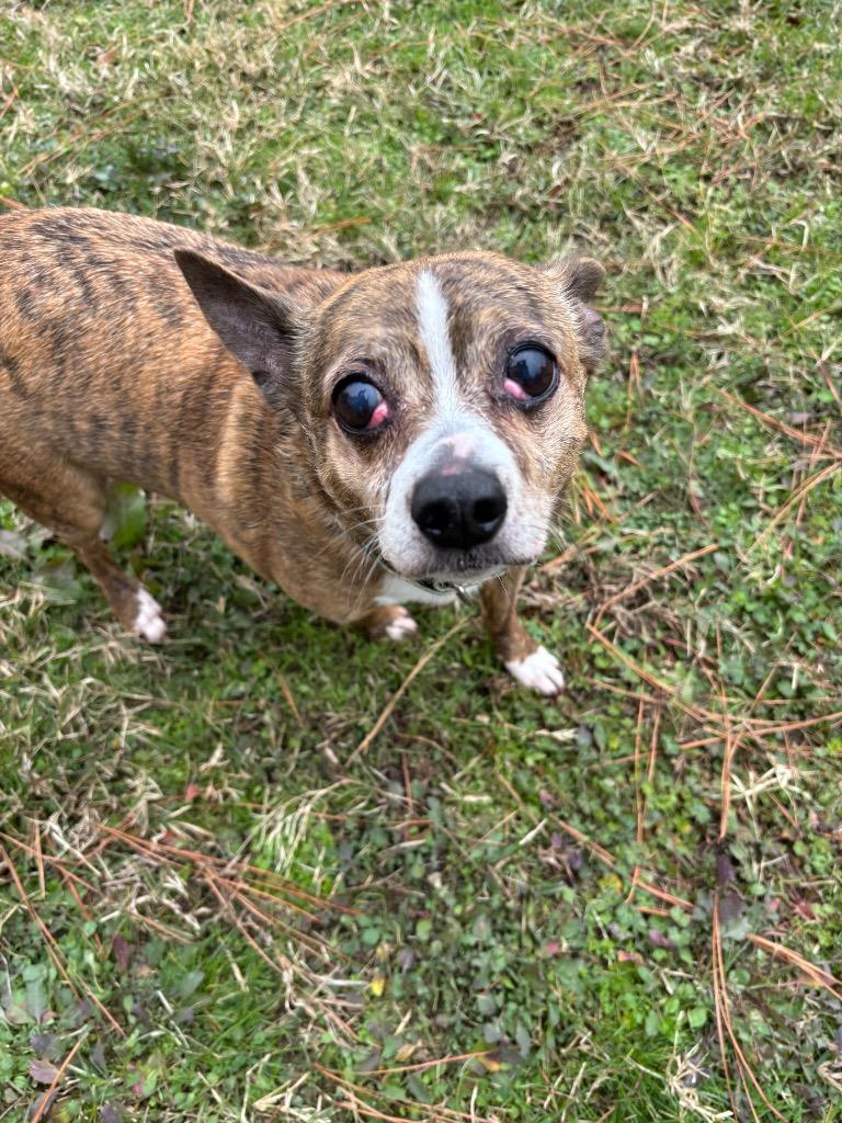 Dax, Adoptable, Senior Male Chihuahua.