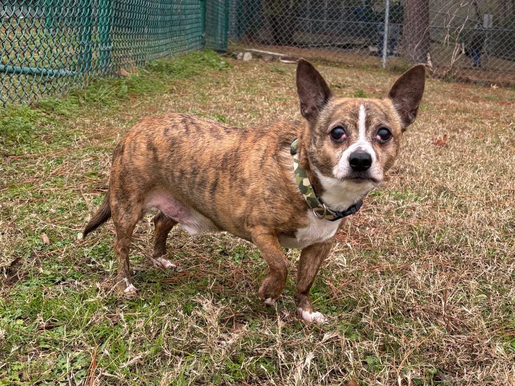 Dax, a Adoptable mixed breed in Little Rock, AR image 2/2