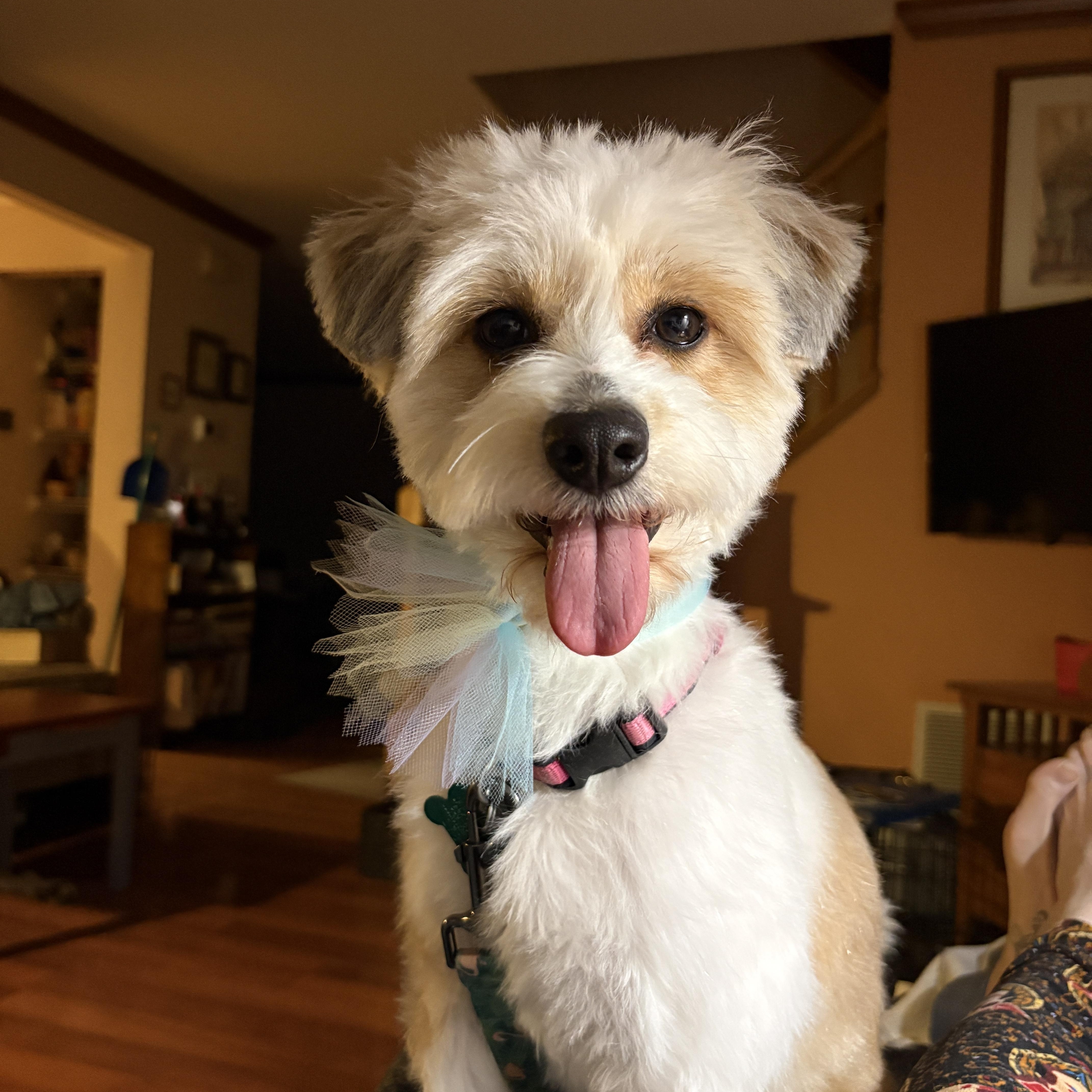 Enlarge Daisy, an adopted mixed breed in Aurora, IL image 1/4