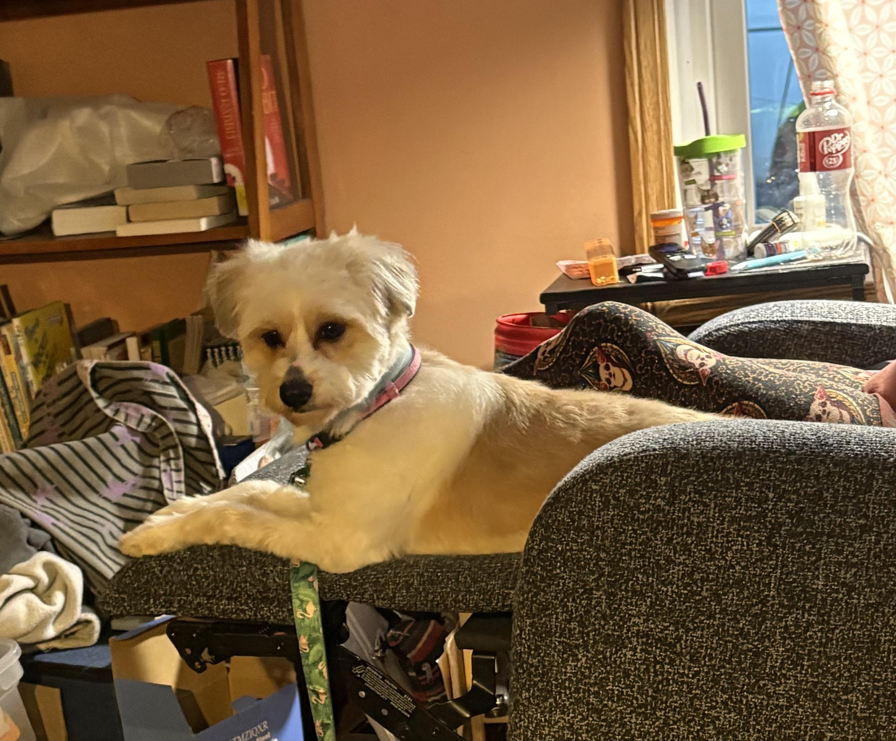 Enlarge Daisy, an adopted mixed breed in Aurora, IL image 3/4