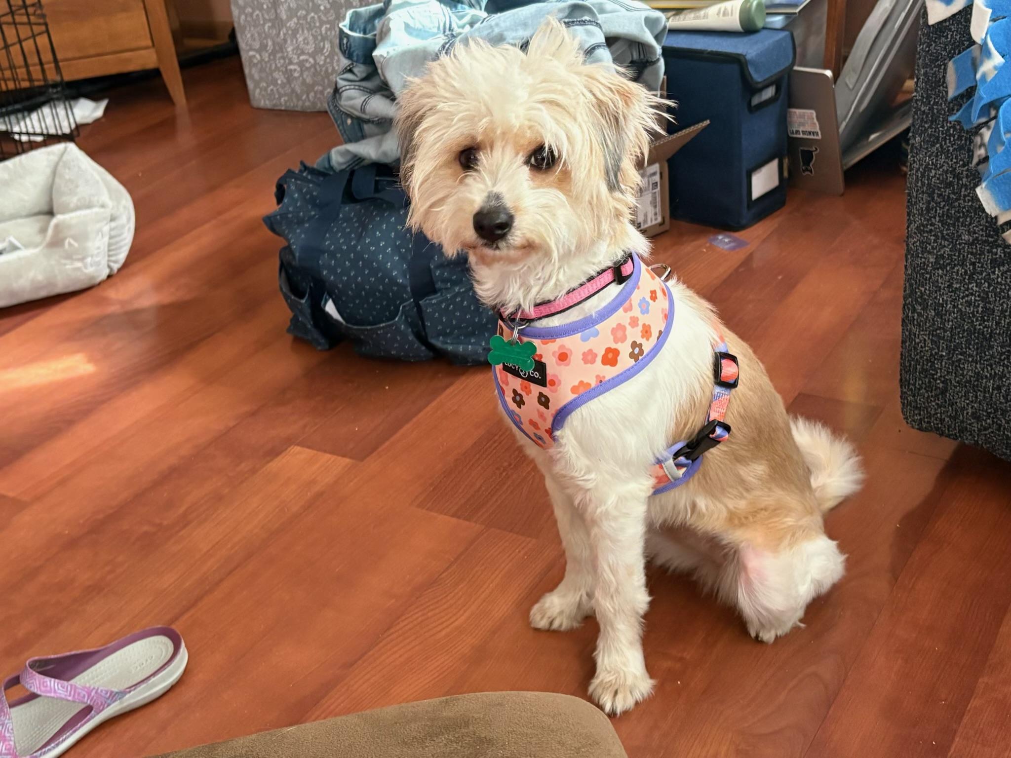 Enlarge Daisy, an adopted mixed breed in Aurora, IL image 2/4