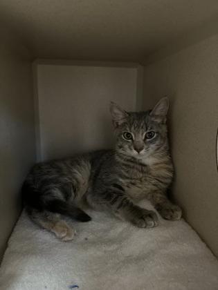 Henry-ita, an adoptable Domestic Short Hair in Steamboat Springs, CO, 80477 | Photo Image 1