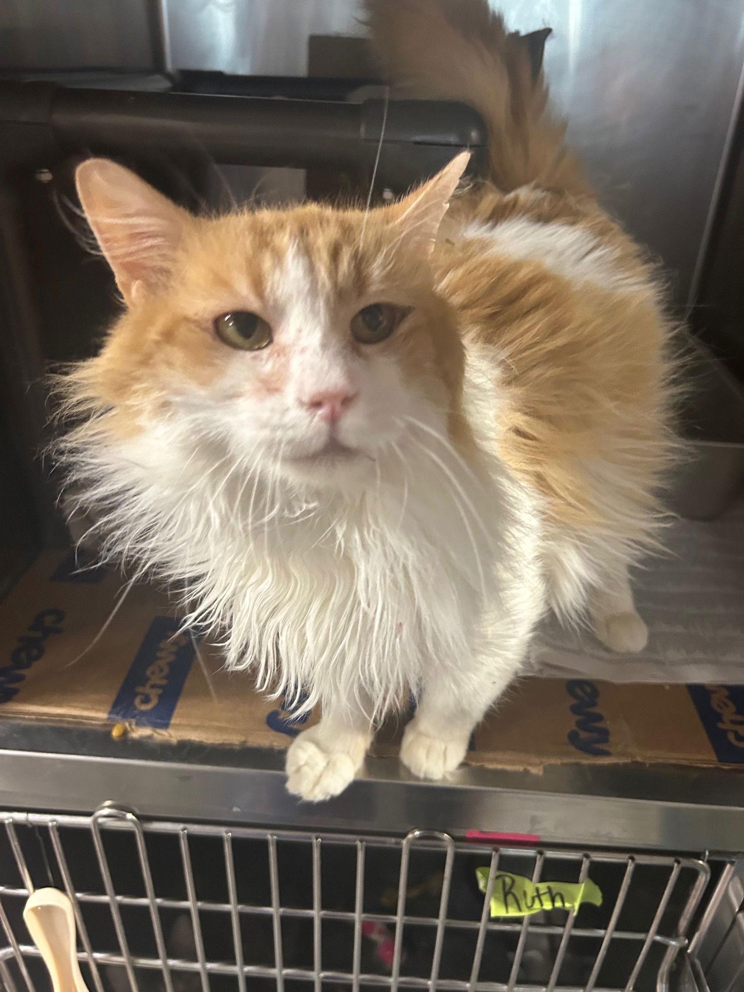 Sweet Potato — thumbnail 2