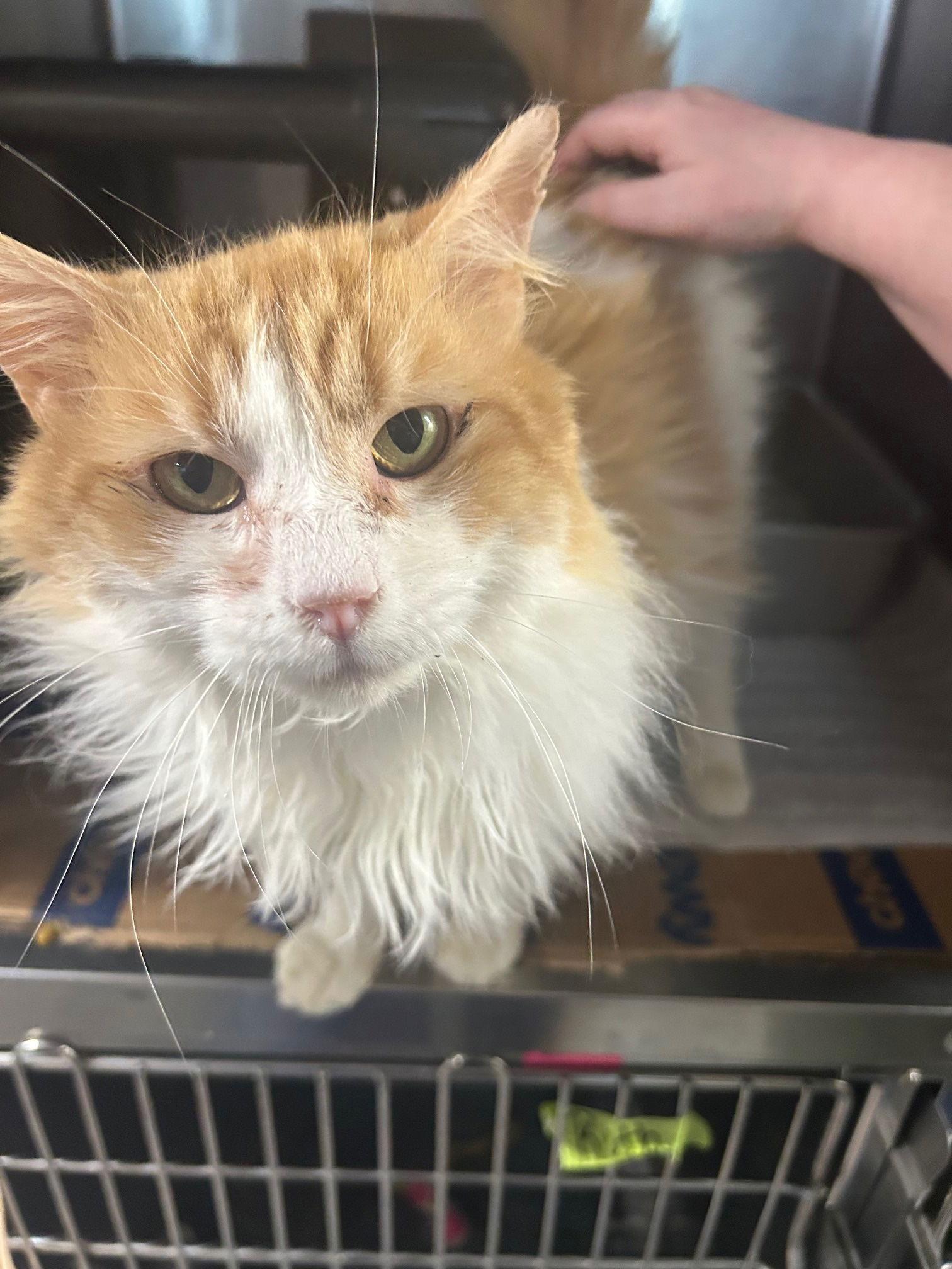 Sweet Potato — thumbnail 3