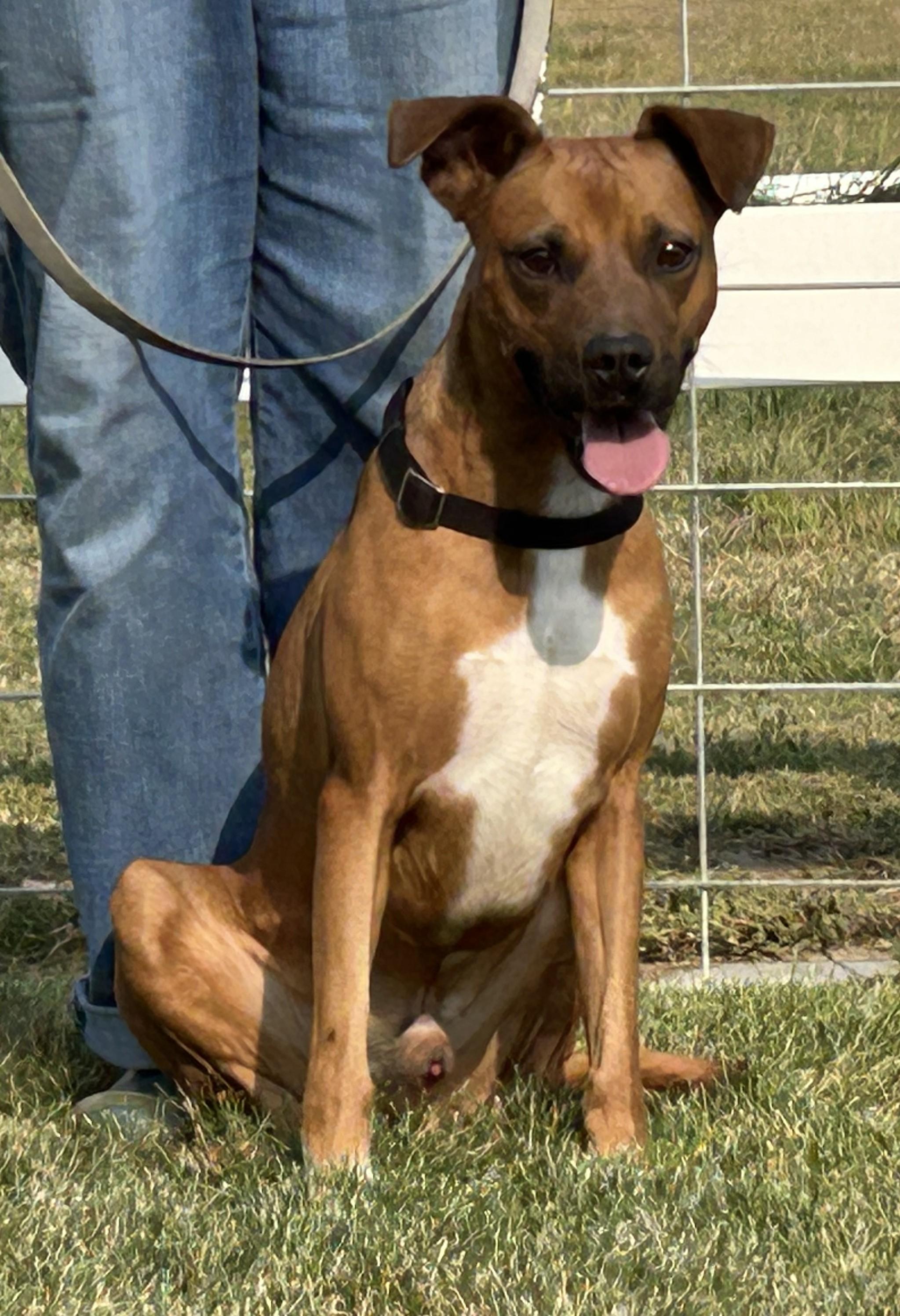 Bo, Adopted, Young Male Boxer.