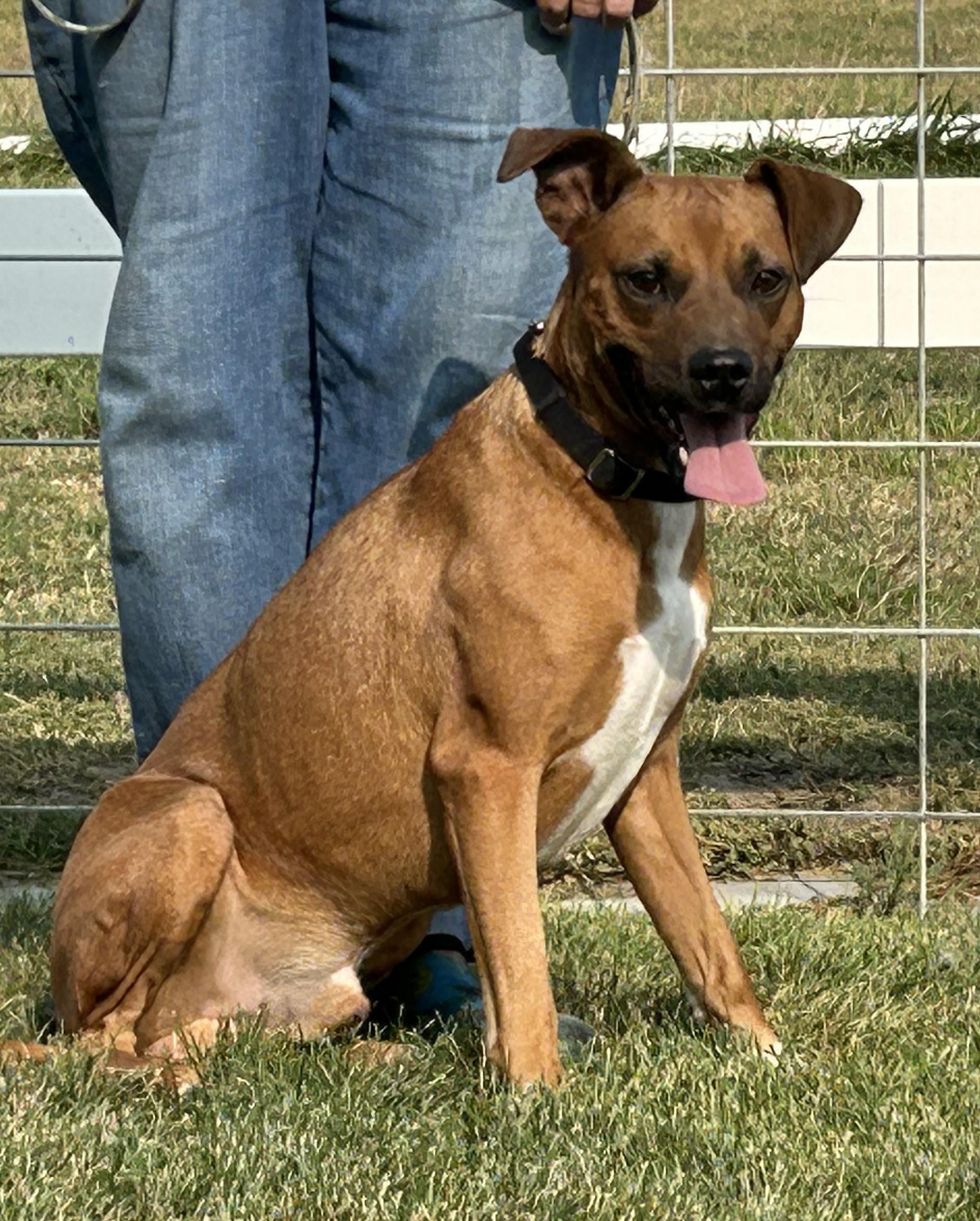 Enlarge Bo, a Adopted mixed breed in Greeley, CO image 2/3