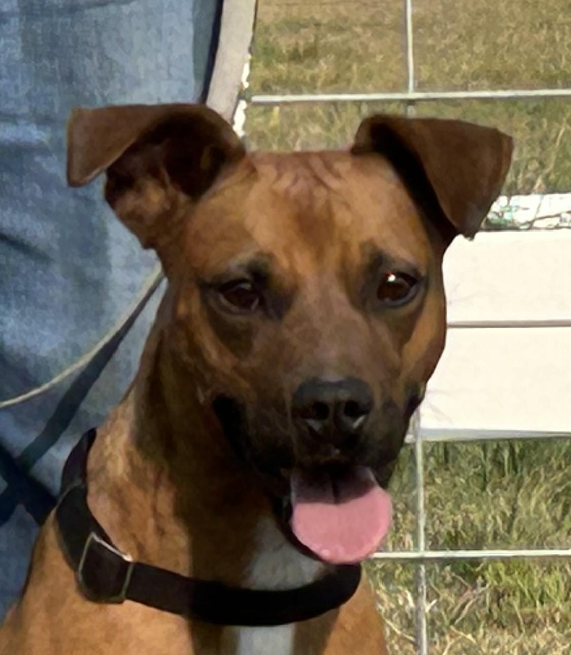 Enlarge Bo, a Adopted mixed breed in Greeley, CO image 3/3