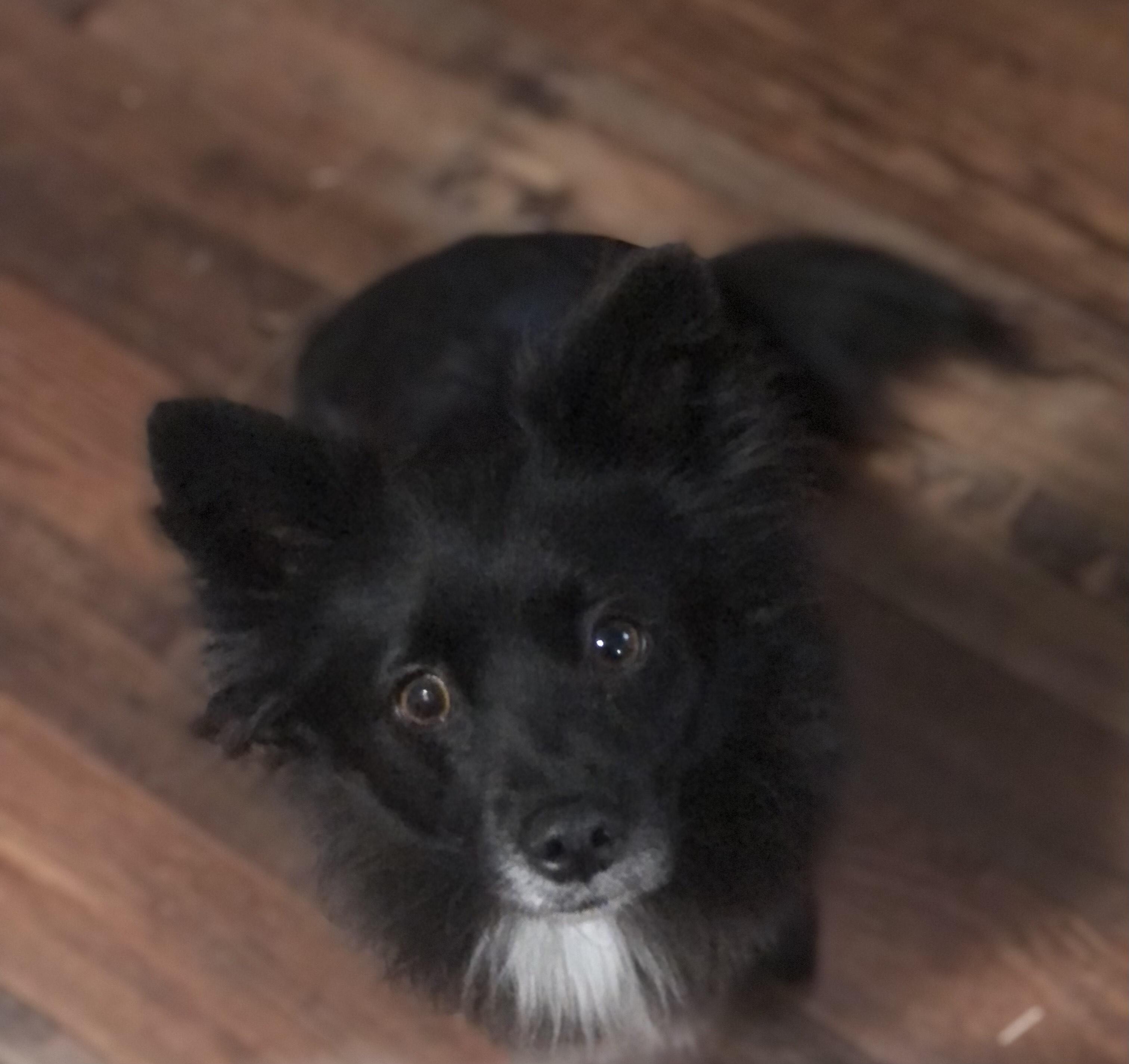 Mia, adopted, Adult Female Dachshund & Pomeranian.