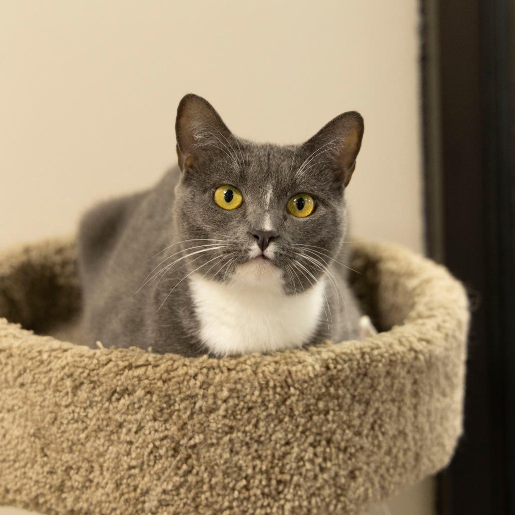 Jolene, a Adoptable Domestic Short Hair in Gainesville, FL image 1/6