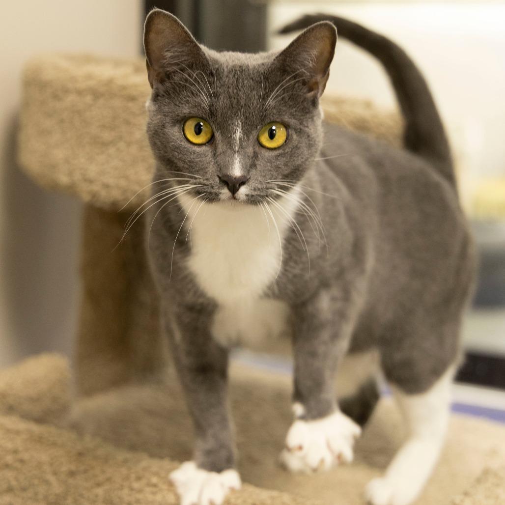 Jolene, a Adoptable Domestic Short Hair in Gainesville, FL image 2/6