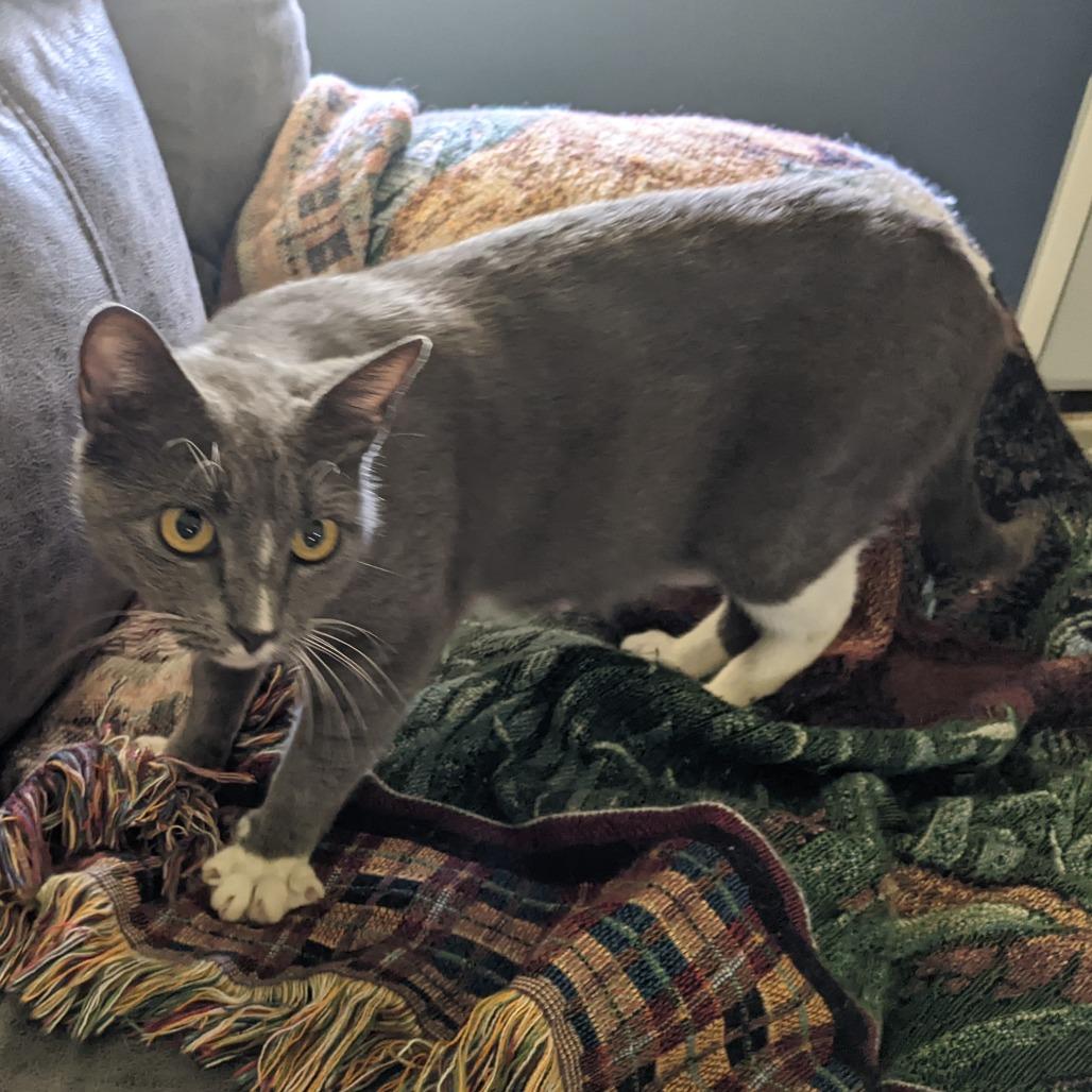 Jolene, a Adoptable Domestic Short Hair in Gainesville, FL image 3/6