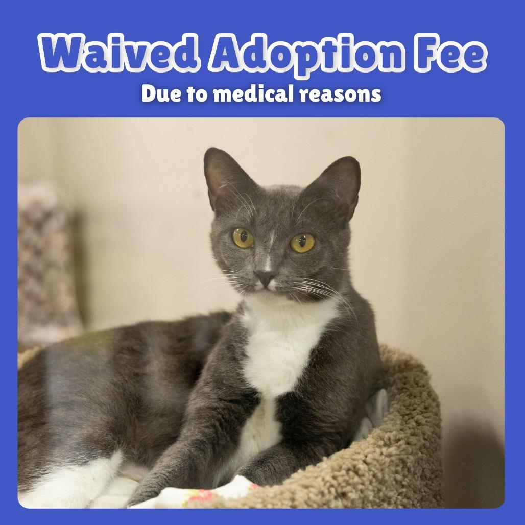 Jolene, a Adoptable Domestic Short Hair in Gainesville, FL image 4/6