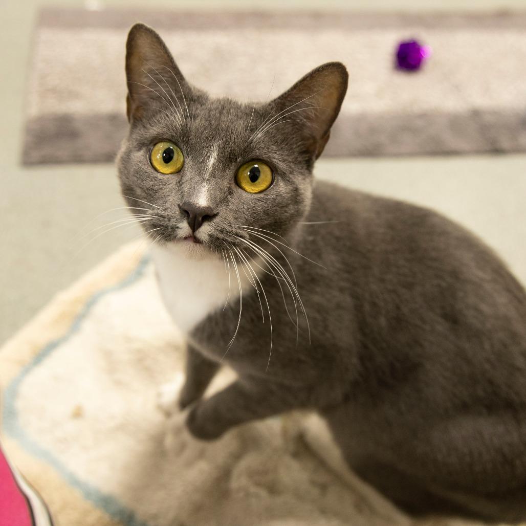 Jolene, a Adoptable Domestic Short Hair in Gainesville, FL image 5/6