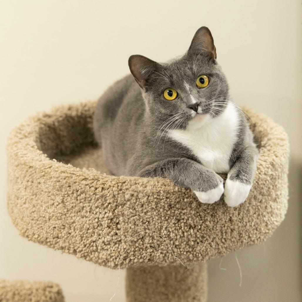 Jolene, a Adoptable Domestic Short Hair in Gainesville, FL image 6/6