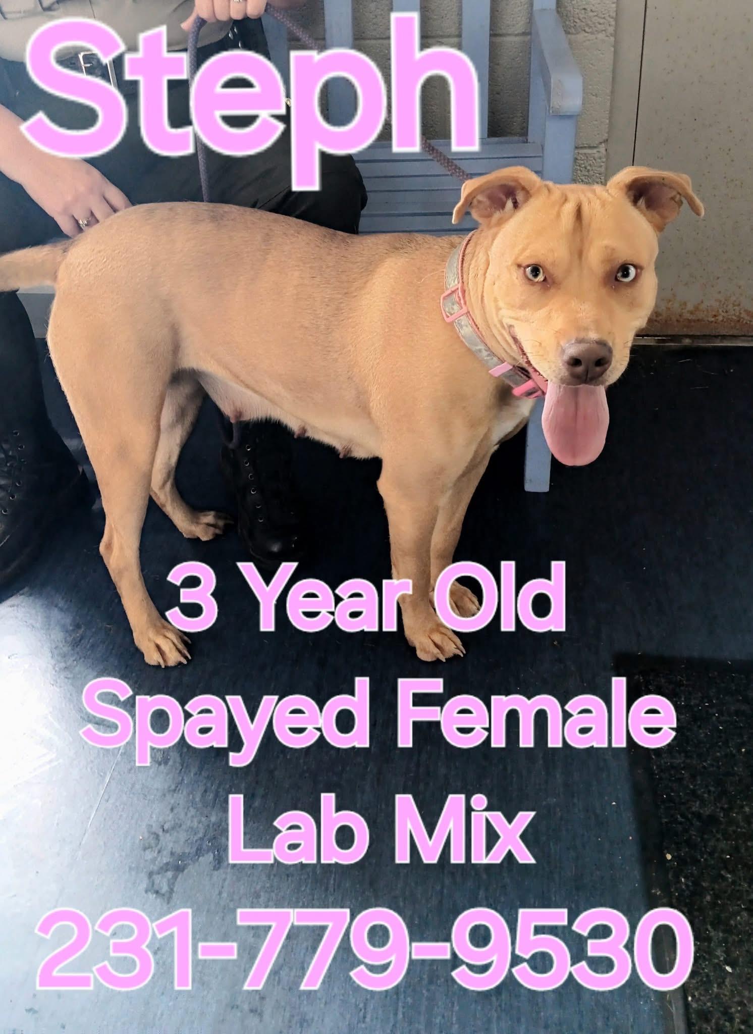 STEPH, Adult Female Labrador Retriever