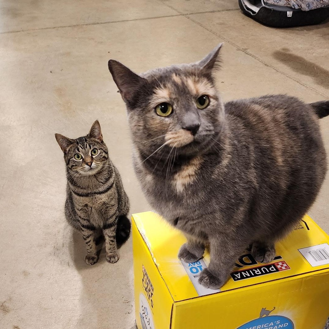 Roxy, a ADOPTABLE Domestic Short Hair in Ely, MN image 5/5