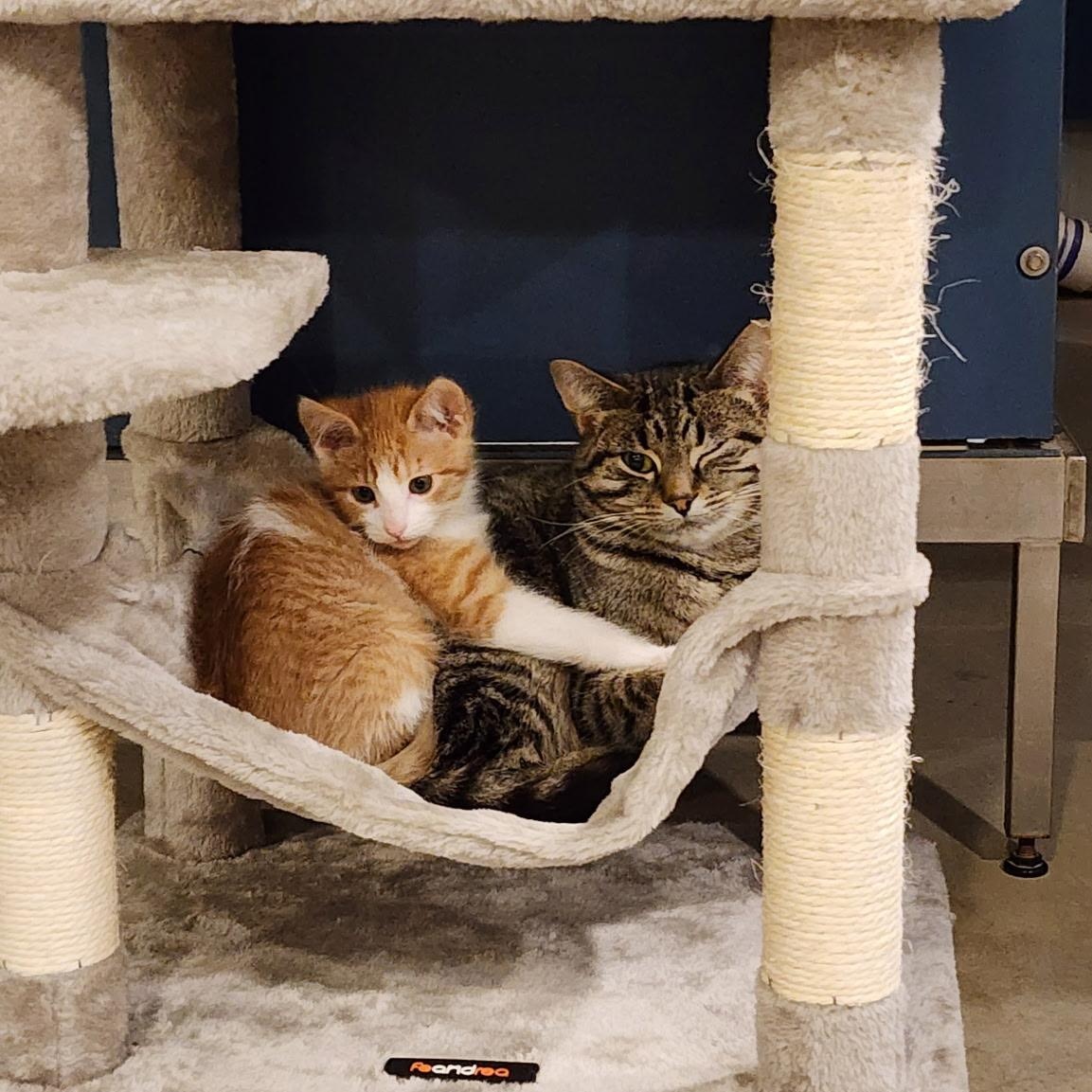 Roxy, a ADOPTABLE Domestic Short Hair in Ely, MN image 3/5