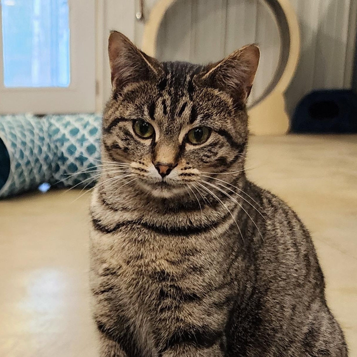 Roxy, ADOPTABLE, Adult Female Domestic Short Hair.