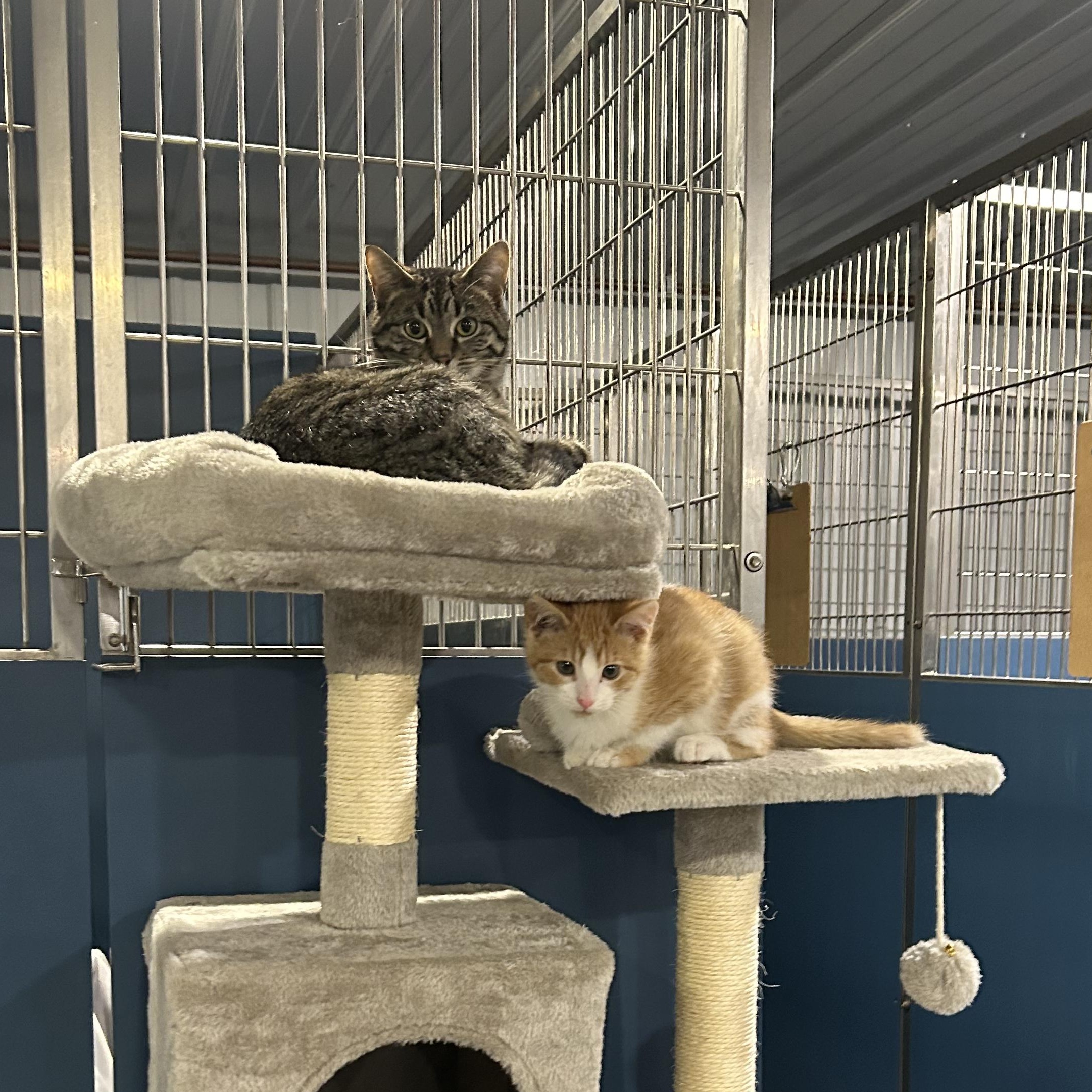 Roxy, a ADOPTABLE Domestic Short Hair in Ely, MN image 4/5