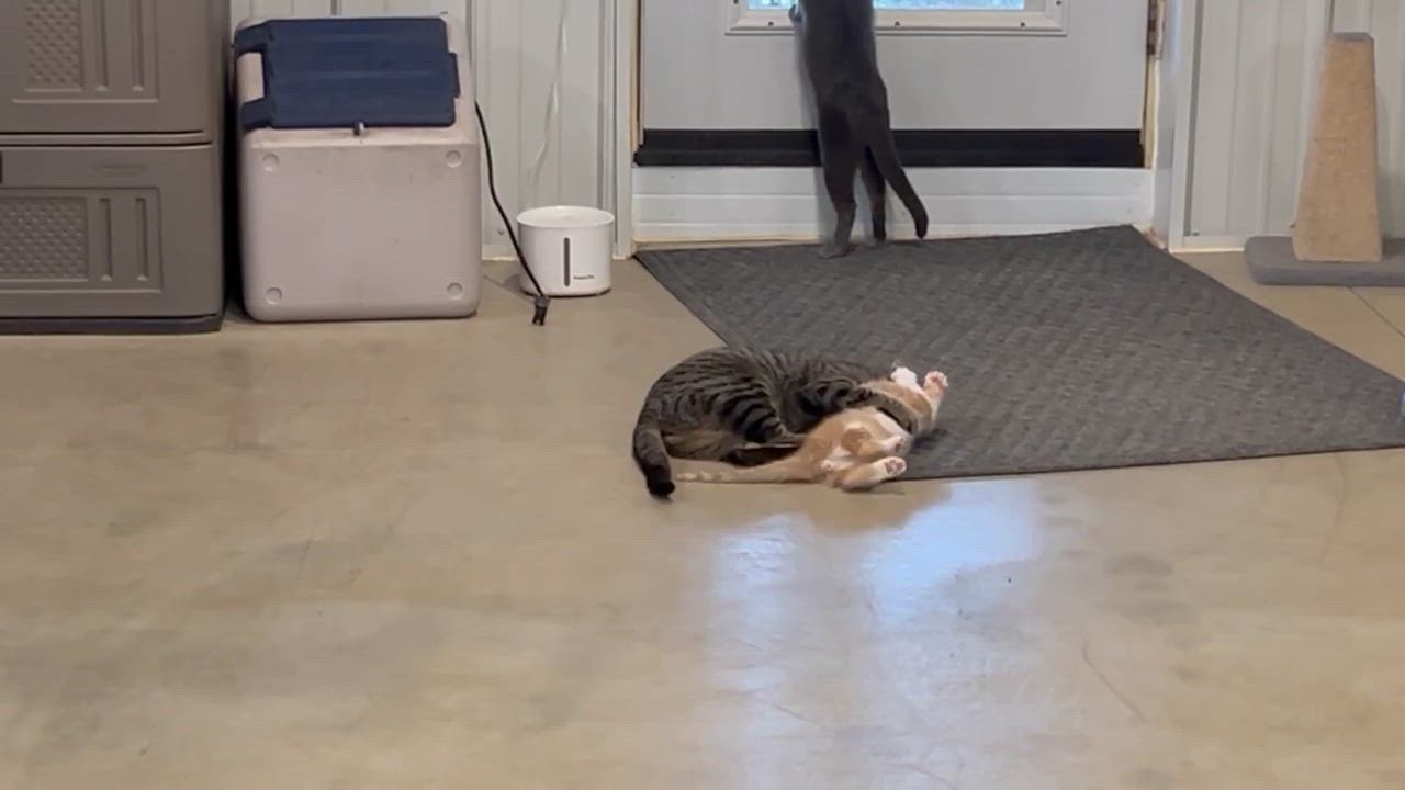 Enlarge Roxy, a ADOPTABLE Domestic Short Hair in Ely, MN video 2/5