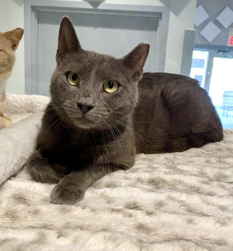 Clover, Adoptable, Adult Male Domestic Short Hair.