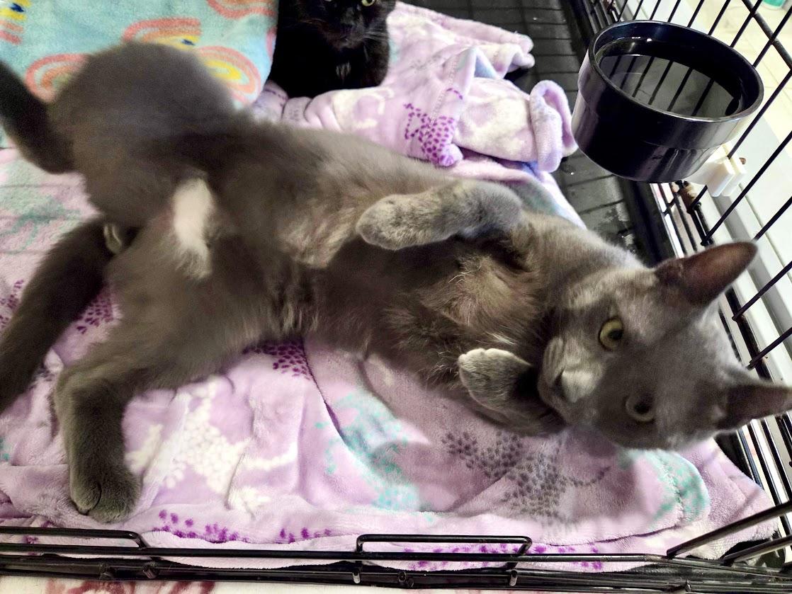 Clover, a Adoptable Domestic Short Hair in Lafayette, NJ image 2/4