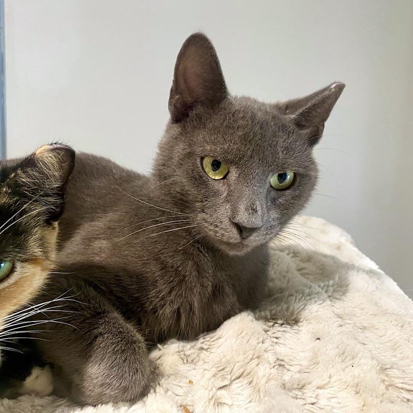 Clover, a Adoptable Domestic Short Hair in Lafayette, NJ image 4/4