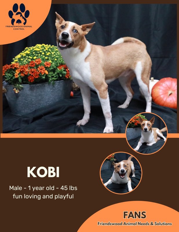 Kobi 4