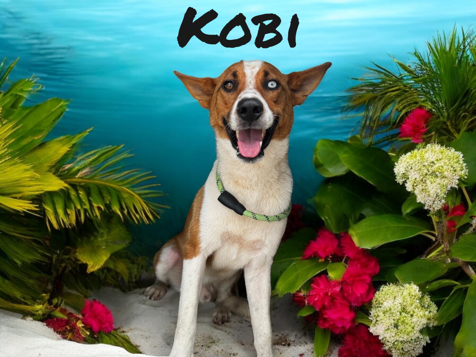 Kobi 5