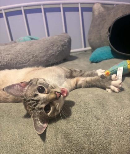 Pearl, ADOPTABLE, Adult Female Domestic Short Hair.