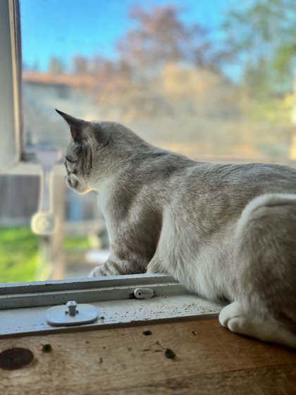 Pearl, a ADOPTABLE Domestic Short Hair in Cranbrook, BC image 2/3