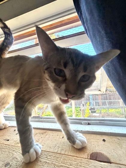Pearl, a ADOPTABLE Domestic Short Hair in Cranbrook, BC image 3/3
