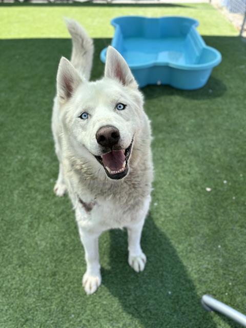 ICE, Adoptable, Adult Male Siberian Husky.