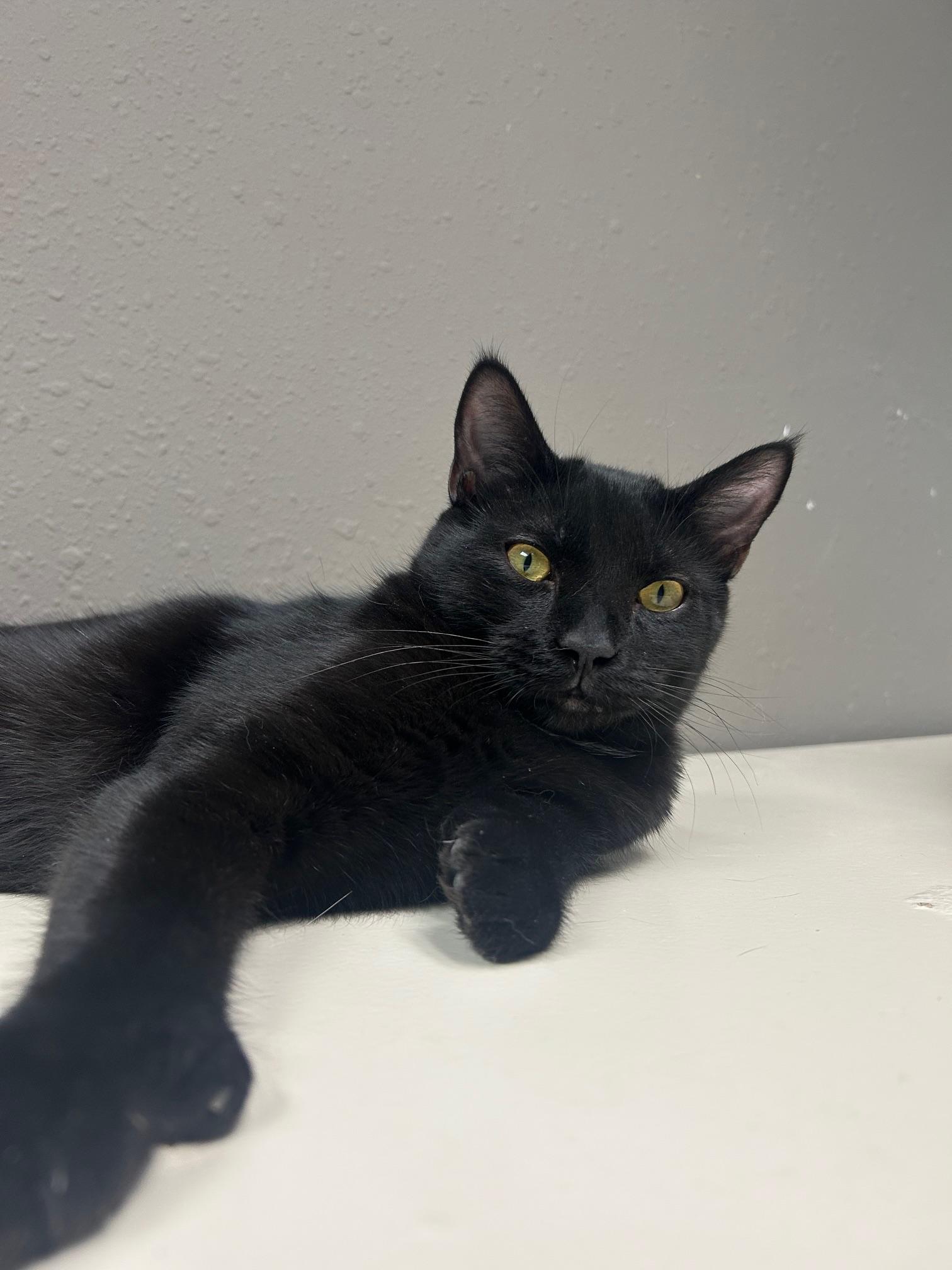 Tuck, an adoptable Domestic Short Hair in Steamboat Springs, CO, 80477 | Photo Image 1