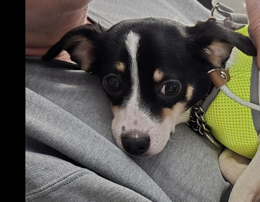 Enlarge 7 Dinghy, a Adoptable mixed breed in Warrenton, MO image 1/4