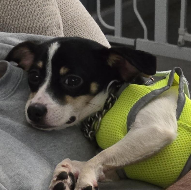 Enlarge 7 Dinghy, a Adoptable mixed breed in Warrenton, MO image 2/4