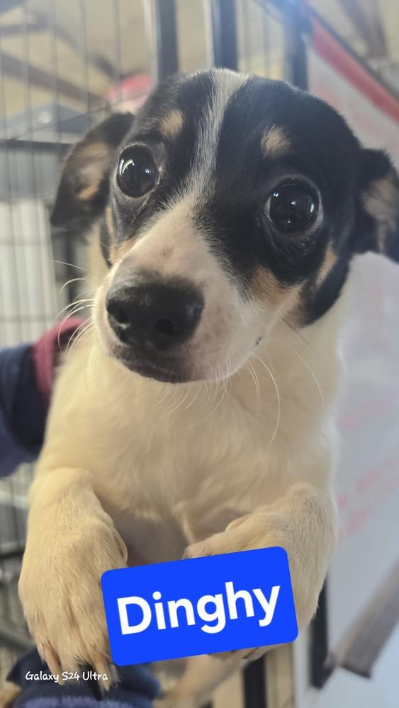 Enlarge 7 Dinghy, a Adoptable mixed breed in Warrenton, MO image 1/1