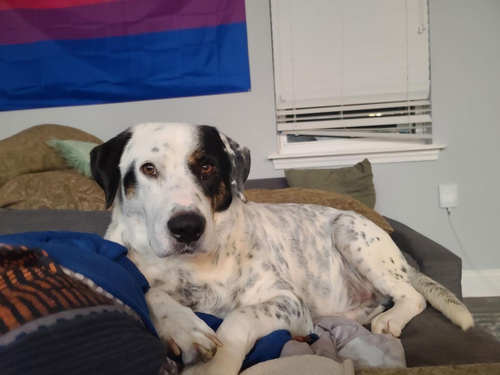 Gusty, Adoptable, Adult Male Labrador Retriever & Pointer.