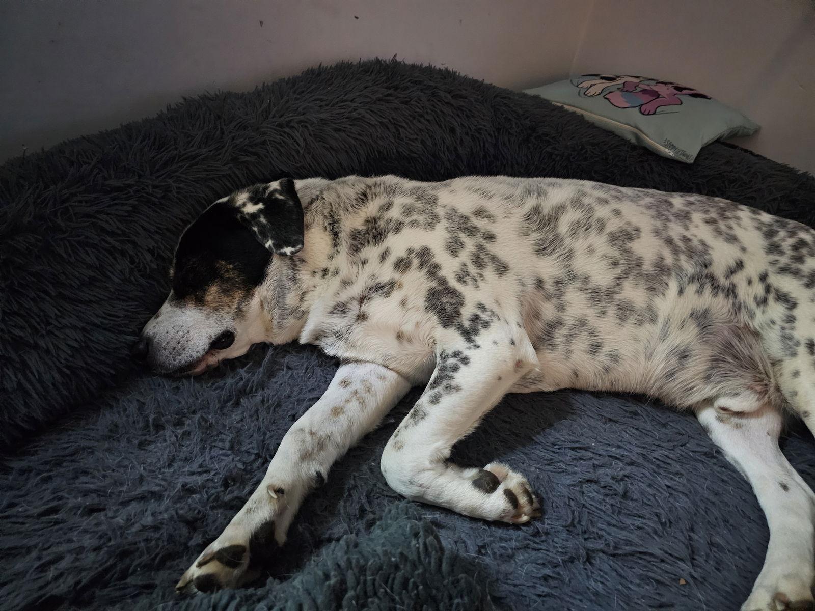 Enlarge Gusty, a Adoptable mixed breed in Fort Thomas, KY image 2/3