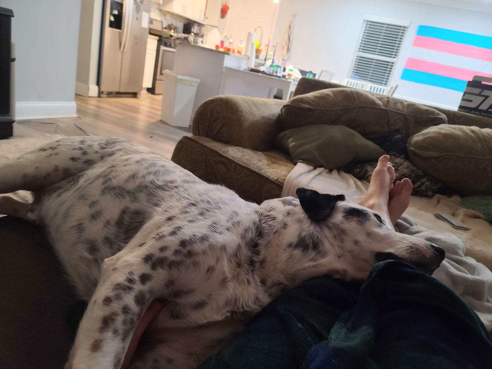 Enlarge Gusty, a Adoptable mixed breed in Fort Thomas, KY image 3/3