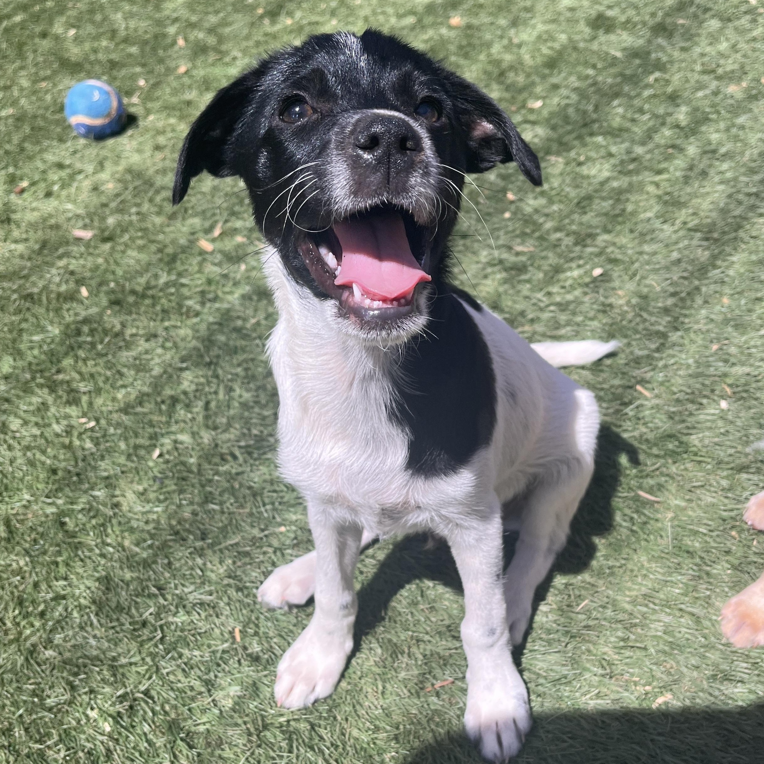 Enlarge Tucker Lee, a ADOPTABLE mixed breed in El Cajon, CA image 2/6