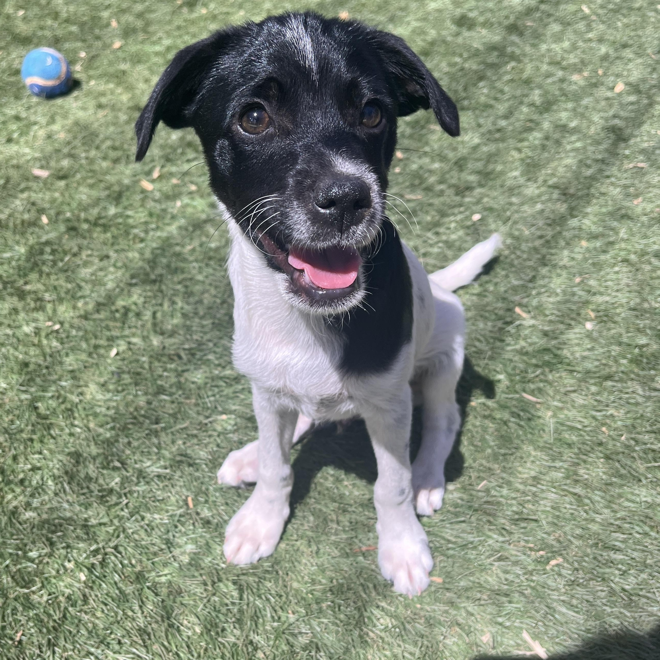 Enlarge Tucker Lee, a ADOPTABLE mixed breed in El Cajon, CA image 4/6
