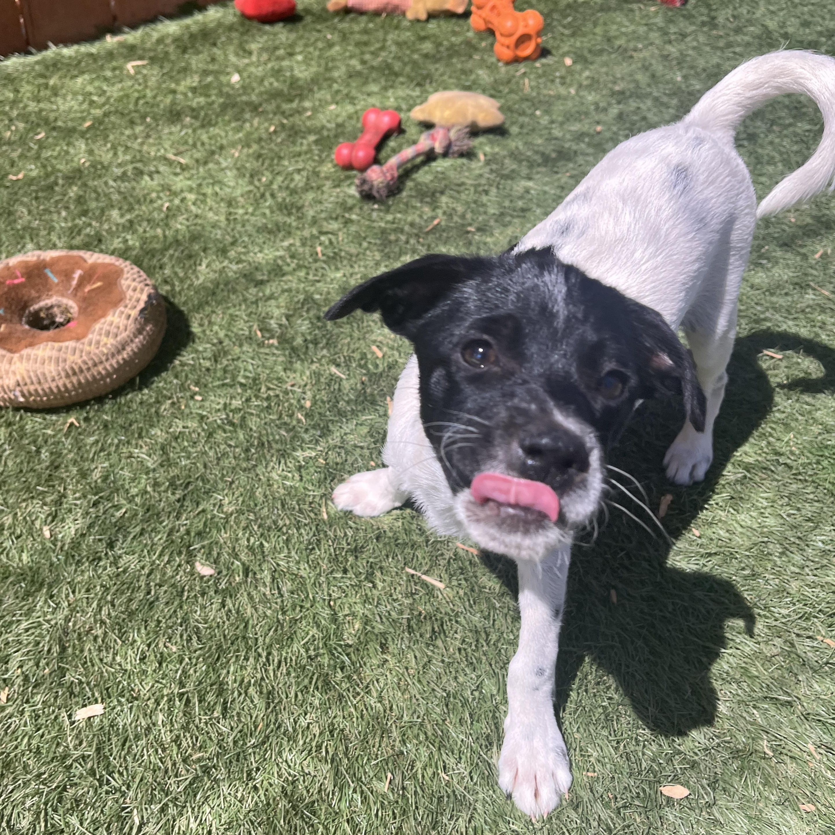 Enlarge Tucker Lee, a ADOPTABLE mixed breed in El Cajon, CA image 6/6