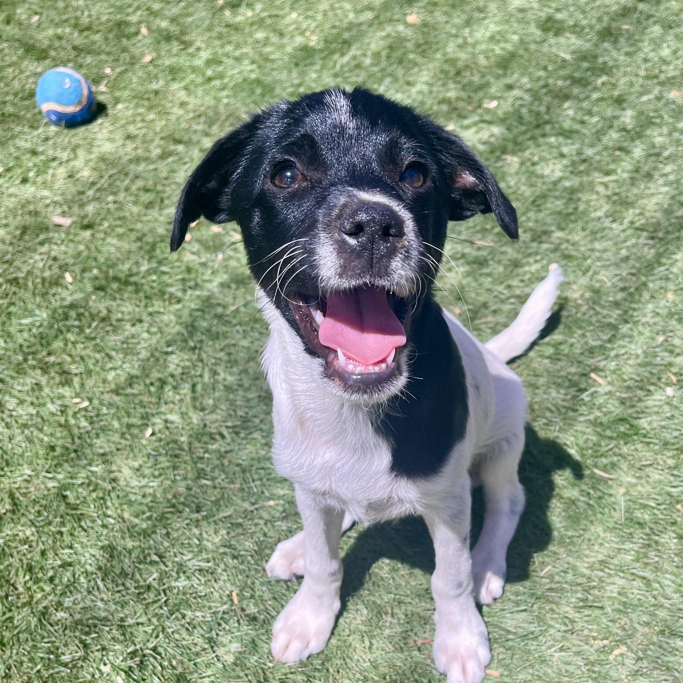 Enlarge Tucker Lee, a ADOPTABLE mixed breed in El Cajon, CA image 5/6
